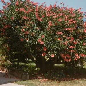 A stout, split-trunk tree with dark green, oval shaped leaves and many spike-shaped clusters of red flowers in a yard next to am outdoor patio. It casts shade over several smaller plants beneath it. Red flower petals cover the ground beneath the tree.