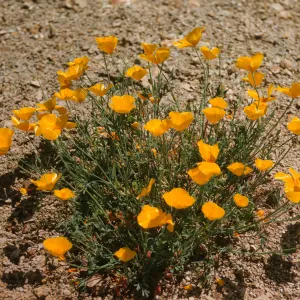 A cluster of small, bright yellow, cup-shaped flowers grow on delicate green stems in arid soil. 