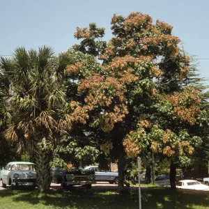 Two large trees, one with a thick trunk, latticed bark, and long palm fronds and the other laden with large clusters of off-white flowers, grow next to a several old-model cars in a parking lot.