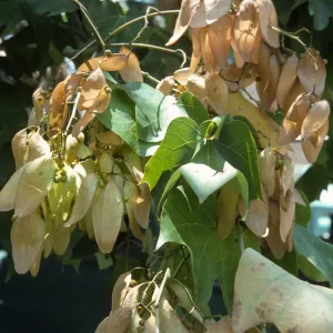 Bright sunlight shines on a cluster of palm-shaped, green leaves and off-white, papery, oval shaped flowers. Small, round, green seed grow among the petals.