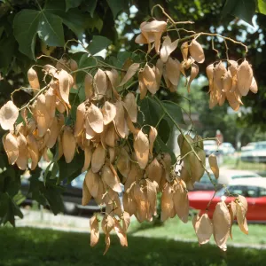 Bright sunlight shines on off-white, papery, oval shaped flowers that grow on the narrow end of a branch. Small, round, green seed grow among the petals and a cherry-red, old model car is visible in the background.