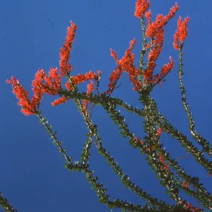 Tiny, cylindrical red-orange flowers form clusters at the ends of long stems covered circles of tiny, dark green leaves set against a bright blue sky. 
