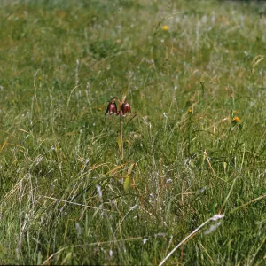 Two glossy, rusty-brown, narrow-petaled flowers hang, bell-like, from a single, short stem that grows in a field of grass. 