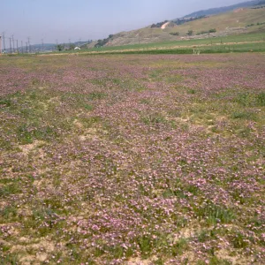 A field of short, purple flowers among green grasses. Power lines run between hills in the distance. 