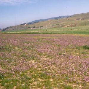 A field of short, purple flowers among green grasses. Green grasses covers lumpy hills in the distance.