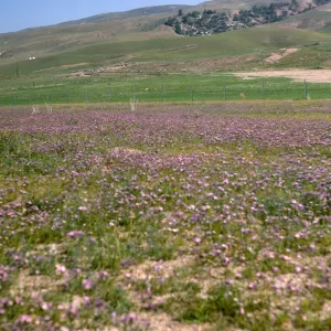 A field of short, purple flowers among green grasses. Beyond a wire fence, bright green grasses covers lumpy hills. 