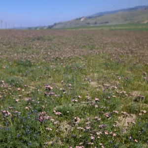 A field of green grasses intermixed with flowers with white centers fading to purple at the edges of the petals. Green grasses covers lumpy hills in the distance.