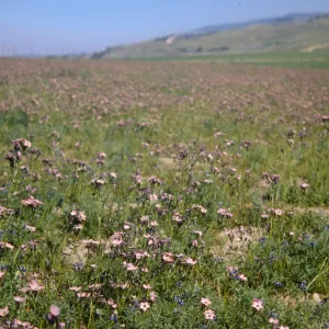 A field of green grasses intermixed with flowers with white centers fading to purple at the edges of the petals. Green grasses covers lumpy hills in the distance.