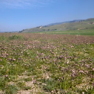 A field of green grasses intermixed with flowers with white centers fading to purple at the edges of the petals. Green grasses covers lumpy hills in the distance.