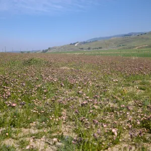 A field of green grasses intermixed with flowers with white centers fading to purple at the edges of the petals. Green grasses covers lumpy hills in the distance.