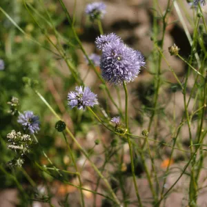 Flowers consisting of round clusters of minute, lavender-colored, burled petals grow on the ends of delicate, bright green stems.