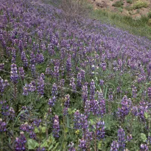 Sloping ground covered completely with cone-shaped clusters of purple flowers growing out of a thick mass of stems and narrow, green leaves.