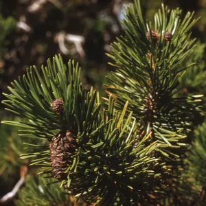 Short, narrow pine leaves grow conically around the ends of two branches. Small cones grow between the leaves. 