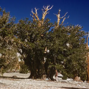 A man in red plaid stands in front of a wide and towering tree. The tree is has multiple trunks, two of which are gnarled and leafless, rising above branches laden with pine needles. 
