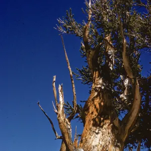 A gnarled, leafless tree twists upward between branches of short pine needles.