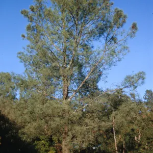 A tall pine tree towers above neighboring trees and bushes. Many pine cones are visible growing in the uppermost branches. 