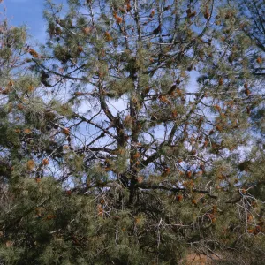 A wide-limbed pine tree covered sparsely with pine needles and pine cones, and orange mistletoe growths.