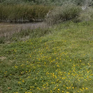 A grassy filled dotted with small, yellow wildflowers at the edge of a creek coated with vegetation. 