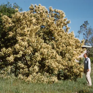 A man wearing khaki pants and a pale blue plaid shirt regards a huge bush completely covered in narrow, cylindrical clusters of off-white flowers. 