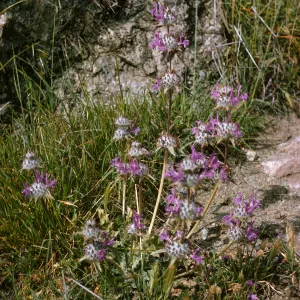 Flowers with purple, feathery petals and large, white centers dotted with spikes grow atop long stems among grasses in front of a lumpy boulder. 