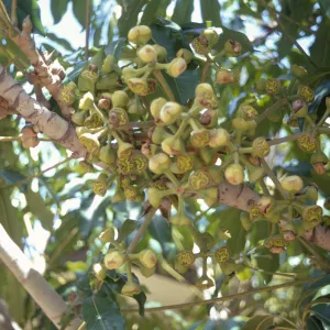 A large cluster of pale green, stalked buds with flat, green and brown, winkled faces grow on a pale, striped branch.