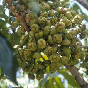 A large cluster of pale green, stalked buds with flat, green and brown, winkled faces grow on a pale, striped branch.