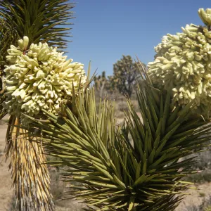 A split trunk completely covered in stiff, interlocking, pointed leaves, with both trunk ending in a large cluster of cylindrical, off-white flowers. 
