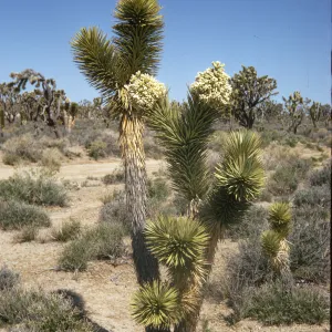 A split-trunked tree completely covered in interlocking, pointed, brown leaves. At the ends of each split in the tree, the leaves are stiff and green. Two trunks end in large clusters of cylindrical, off-white flowers.