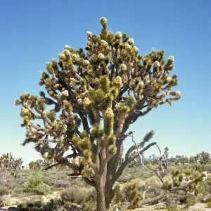 A large, split-trunked tree completely covered in interlocking, pointed, brown leaves. At the ends of each trunk, the leaves are stiff and green. Several trunks end in large clusters of cylindrical, off-white flowers.