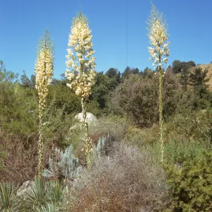 Three tall, green stalks topped with huge conical clusters of white flowers grow above an assessment of bushes and cacti. 