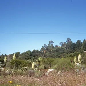 A balding man in white walks among green bushes, purple flowers, and tall stalks topped with large clusters of white flowers. 
