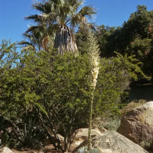 A tall stalk topped with a large, mid-bloom cluster of white flowers grows among large stones and bushes at the side of a dirt pate. 