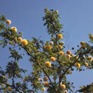 Many yellow, puffball flowers grow on the branches of a tree amid green, feather-like leaves. 