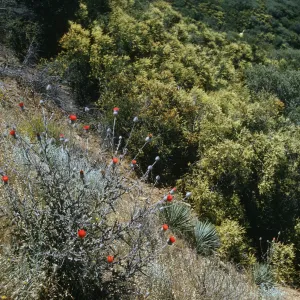 Red-orange, thistle-like flowers grow at the ends of stalks on a prickly, white-green bush on a slope overlooking thick greenery. 