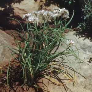 Pinkish-white flowers grow among a mass of cylindrical leaves between large stones.