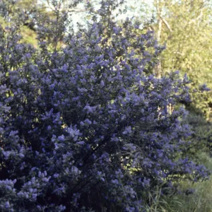 A bush completely covered in small, conical clusters of lilac flowers. 