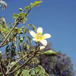 A single flower with five white petals, fading to yellow at the center of the flower, grows on a narrow branch among green flower buds. 