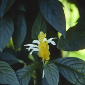 A single flower with overlapping, arrowhead shaped yellow petals forming an upward-pointed cone grows among dark green leaves.. Several long, white, petals emerge from between the yellow petals. 