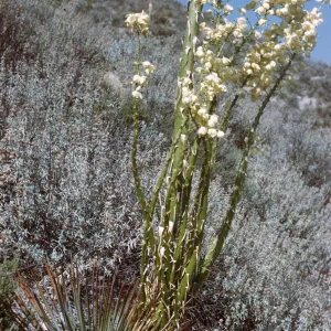 Several vertical, green stalks dotted with long, limp, pointy protrusions and topped with clusters of off-white, round flowers grow in a field of white-green grasses. 
