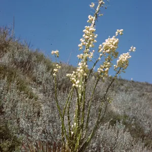 Several vertical, green stalks dotted with long, limp, pointy protrusions and topped with clusters of off-white, round flowers grow in a field of white-green grasses.