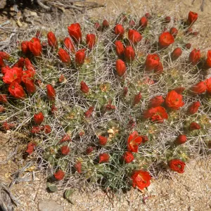 Several round, multi-petaled, red flowers in various stages of bloom grow amid long spines from a wide, multi-lobed cactus.