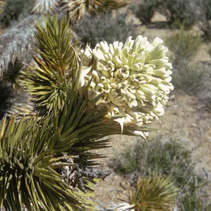 A thick, cone shaped cluster of narrow, white, curled petals grows at the end of abranch fovered completly in long, stiff, pointed leaves.