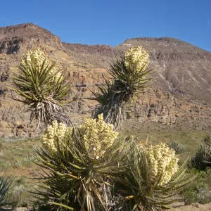 A large plant consisting five rosettes, three low to the ground and 2 on tall trunks, of stiff, each consisting of of long, stiff, pointed, leaves around a large, central cluster of off-white flowers. 