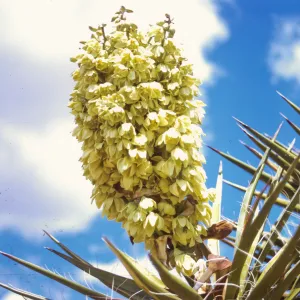 A thick cluster of off-white flowers grow up from a circle of long, stiff, pointed leaves.