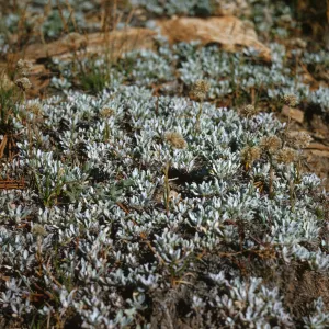 Short, oval-shaped, white-green leaves grow close to the ground in tiny, round clusters. 