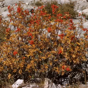 A bush of vertical stems with bright orange leaves. Some stems are topped with clusters of bright red berries.
