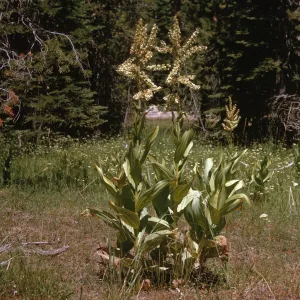 Three tall stalks sporting large, alternating leaves and topped with long clusters of off-white flowers that stick out in all directions, grow in a clearing of long grasses.