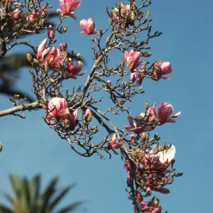 Several pink flowers with rounded petals grow from a branch splint into many smaller twigs. 