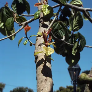 New green and red leaves grow on tiny, budding branches just off the trunk of narrow, grey tree.