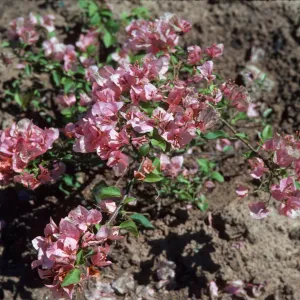 A plant covered in pink flowers grows out of disturbed soil. 